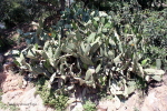 Barcelona Park Gell 06