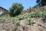 Barcelona Park Gell 26