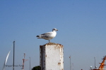 Bensersiel 09
