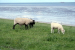 Hooksiel Deich 02